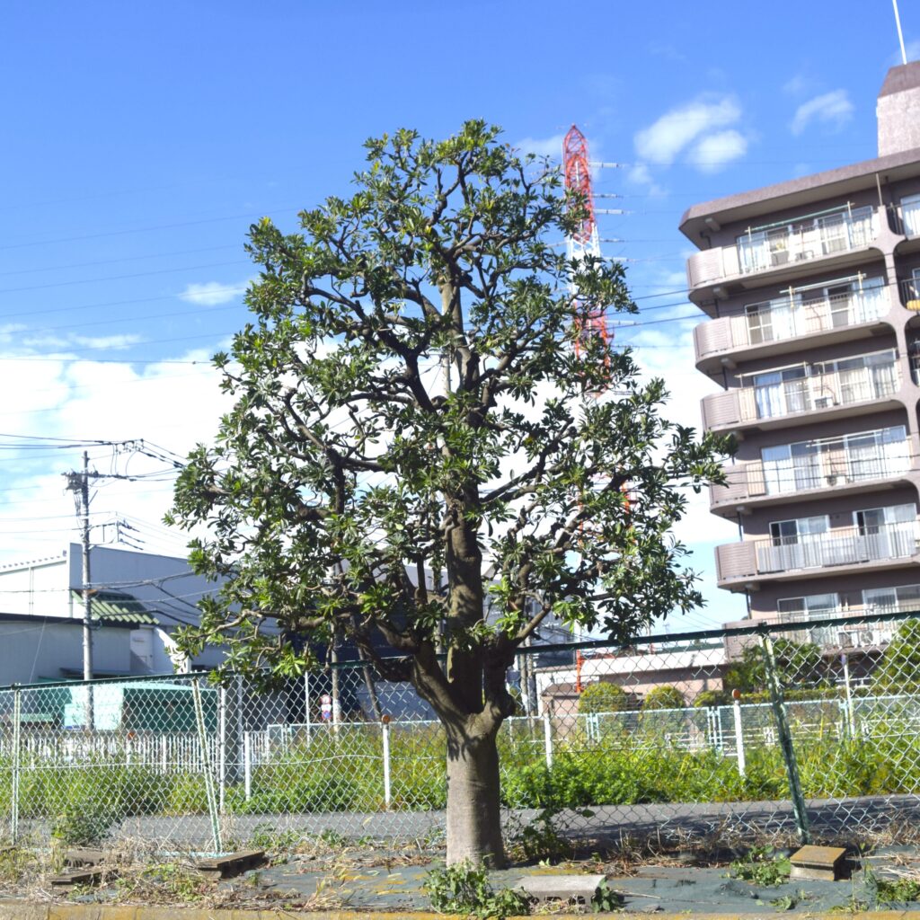 ヤマモモの剪定 作業後