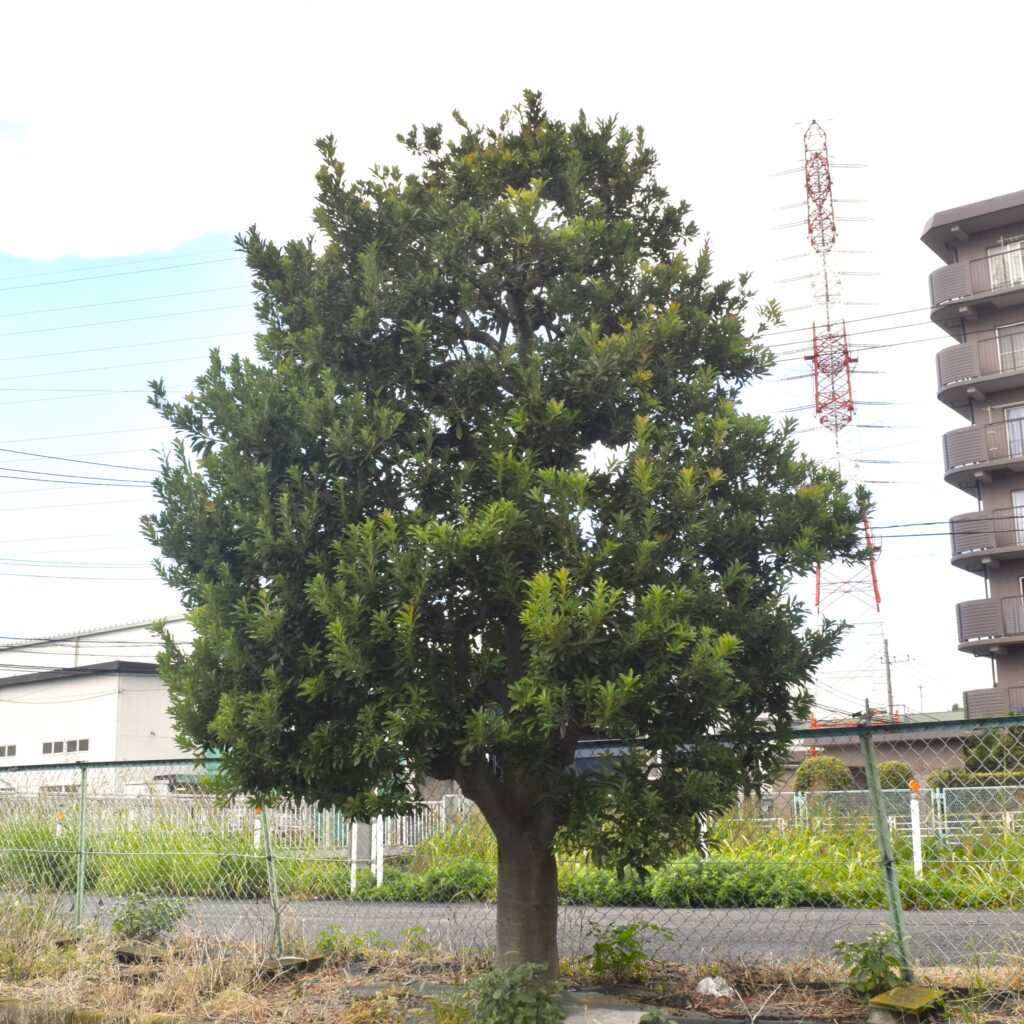ヤマモモの剪定 作業前