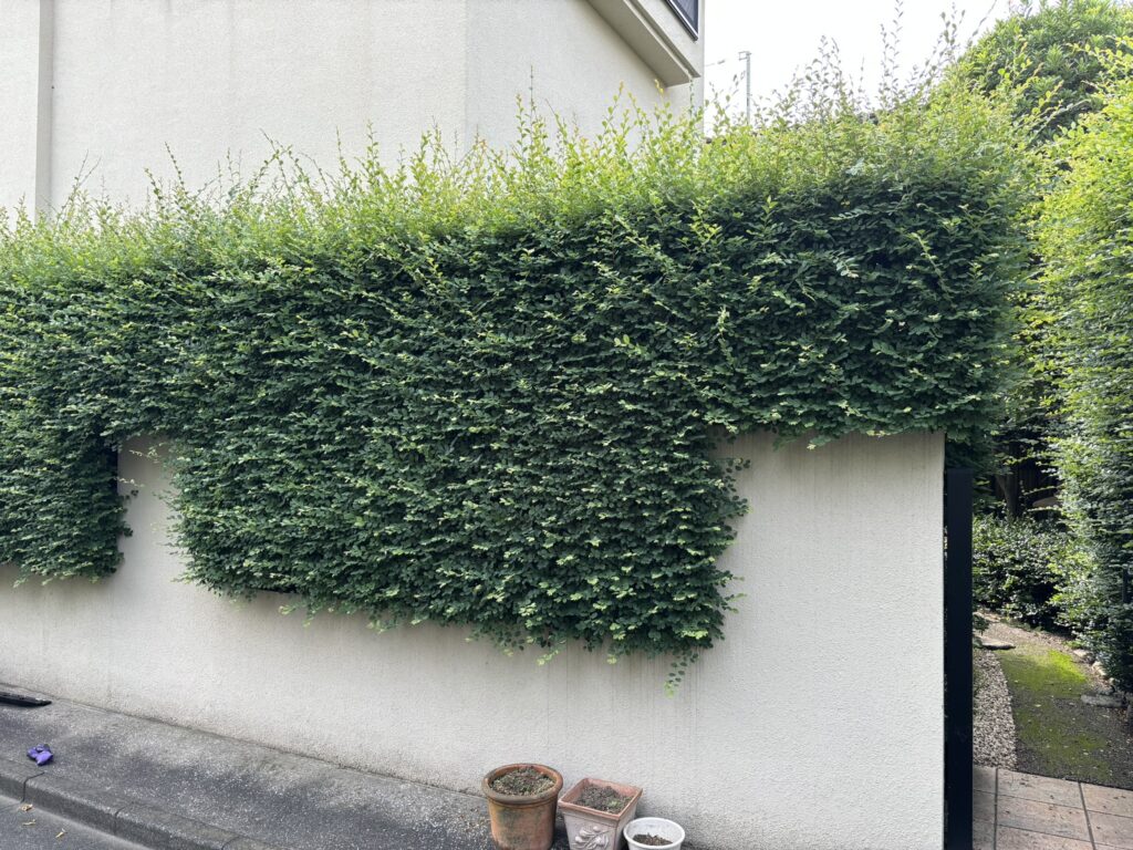 トキワマンサク刈込前