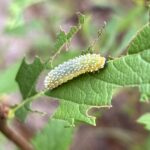 シモツケアオムシ