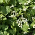 蕎麦の花