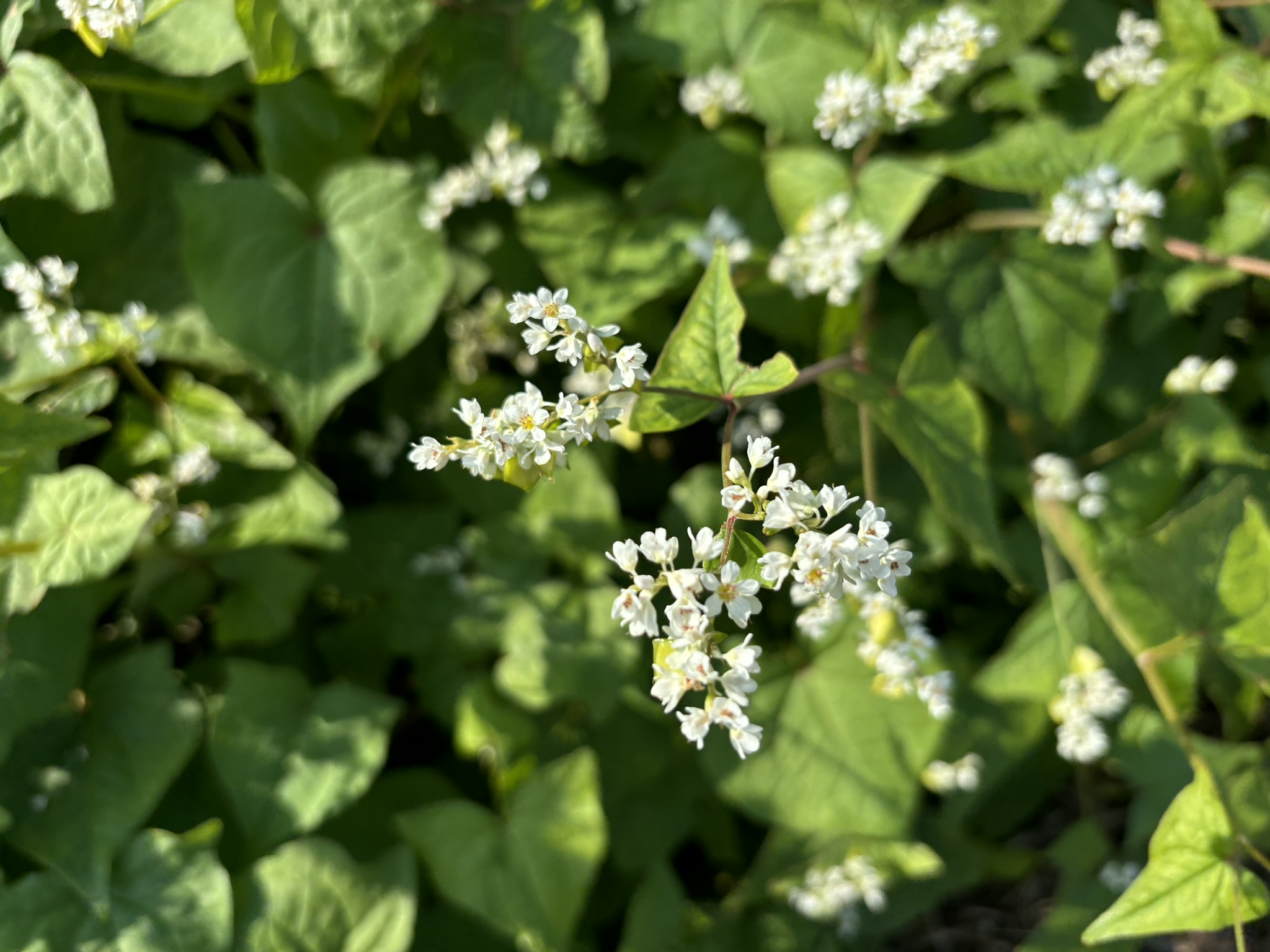 蕎麦の花