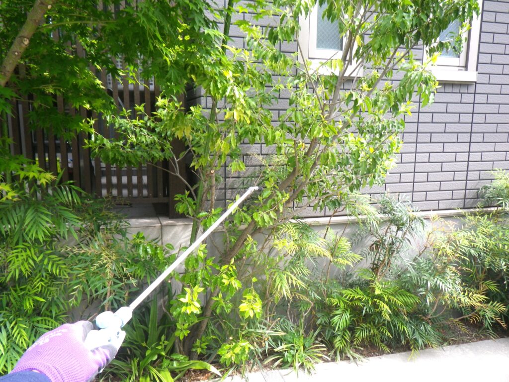 ソヨゴへの薬剤散布