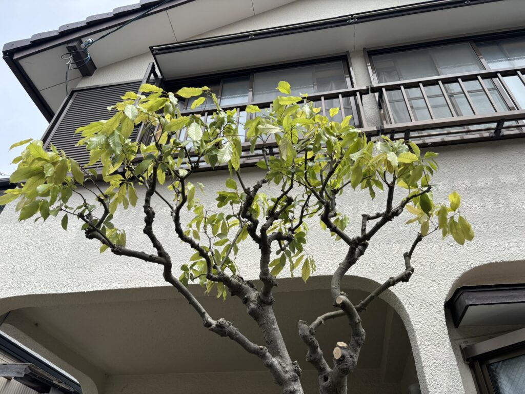 剪定後