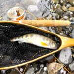 愛知川のアマゴ