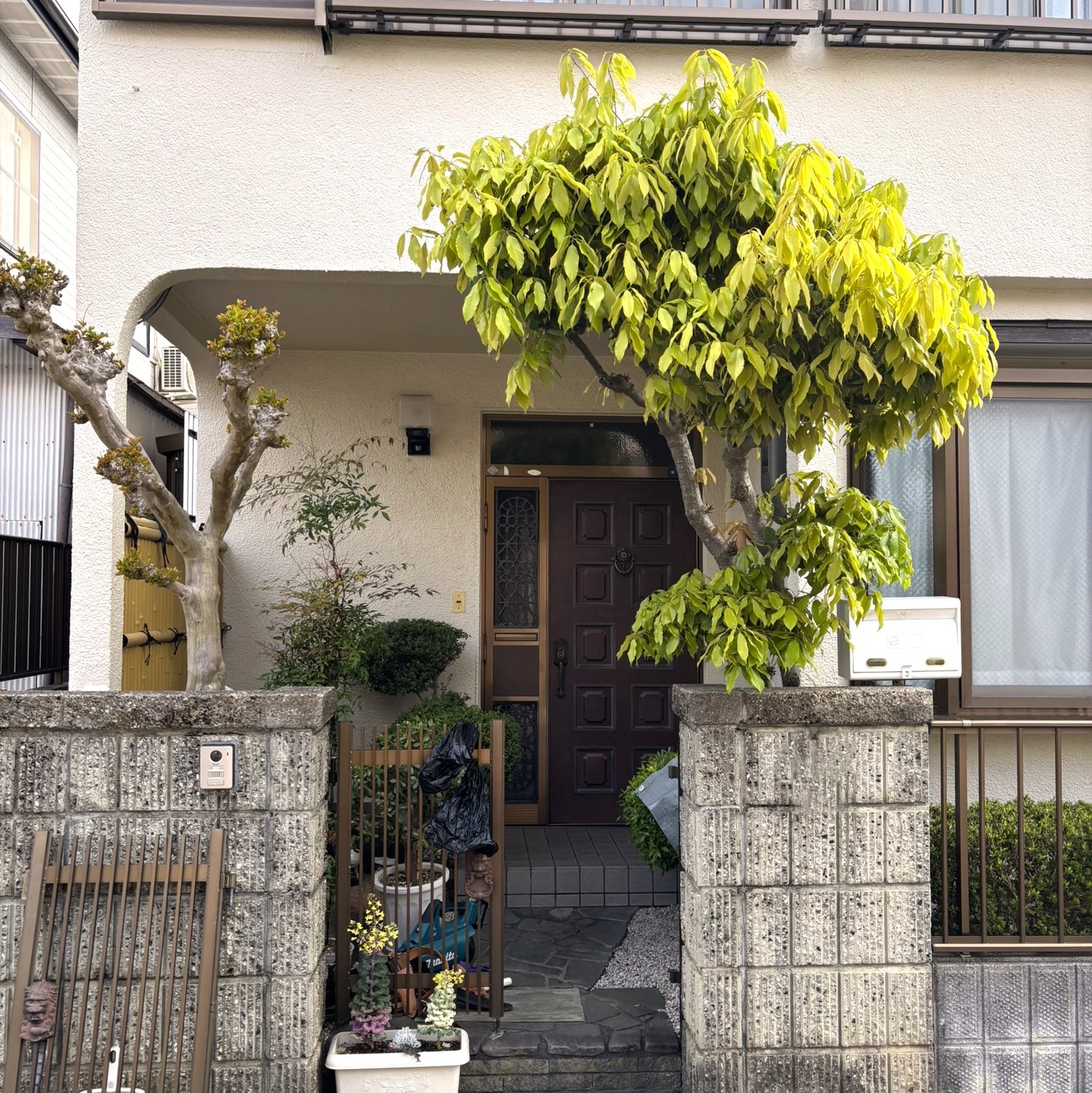 剪定前