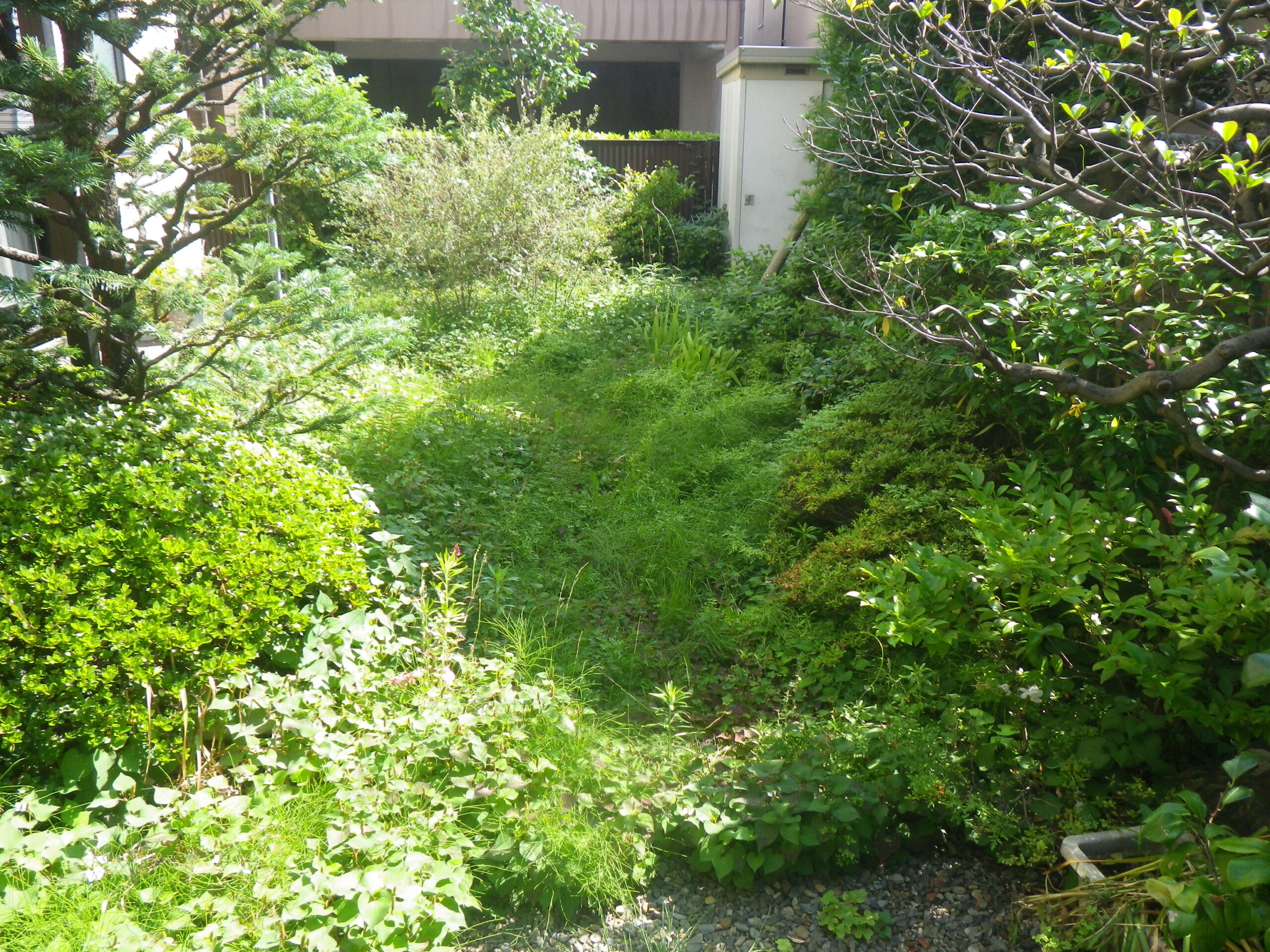 除草作業前